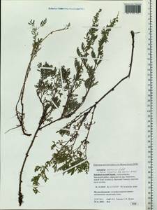 Artemisia gmelinii Weber ex Stechm., Siberia, Baikal & Transbaikal region (S4) (Russia)