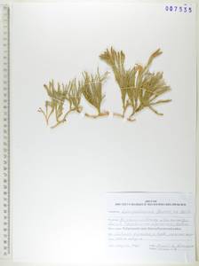 Diphasiastrum alpinum (L.) Holub, Siberia, Russian Far East (S6) (Russia)