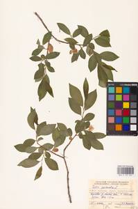 Salix pentandra L., Siberia, Western Siberia (S1) (Russia)