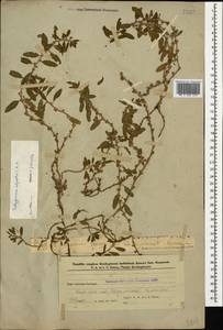 Polygonum cognatum subsp. cognatum, Caucasus, Azerbaijan (K6) (Azerbaijan)