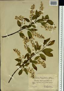 Prunus padus L., Siberia, Western Siberia (S1) (Russia)