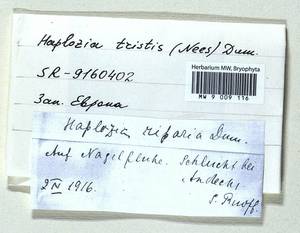Jungermannia atrovirens Dumort., Bryophytes, Bryophytes - Western Europe (BEu) (Germany)
