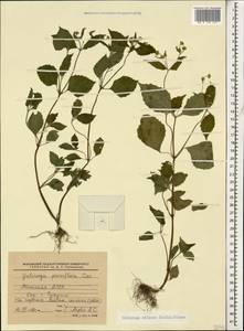 Galinsoga quadriradiata Ruiz & Pav., Caucasus, Abkhazia (K4a) (Abkhazia)