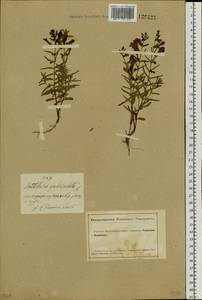 Scutellaria scordiifolia Fisch. ex Schrank, Siberia, Altai & Sayany Mountains (S2) (Russia)