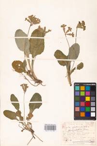 Primula elatior (L.) L., South Asia, South Asia (Asia outside ex-Soviet states and Mongolia) (ASIA) (Turkey)