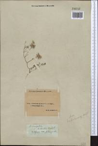 Astragalus tribuloides Delile, Middle Asia, Syr-Darian deserts & Kyzylkum (M7) (Uzbekistan)