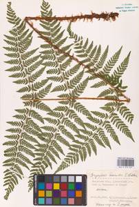 Dryopteris expansa (C.Presl) Fraser-Jenk. & Jermy, Eastern Europe, Central region (E4) (Russia)