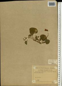 Viola odorata L., Eastern Europe, Lower Volga region (E9) (Russia)