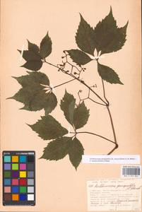 Parthenocissus quinquefolia (L.) Planch., Eastern Europe, Moscow region (E4a) (Russia)