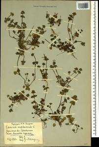 Lamium amplexicaule L., Crimea (KRYM) (Russia)