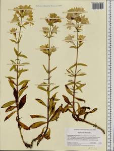 Saponaria officinalis L., Eastern Europe, Central region (E4) (Russia)