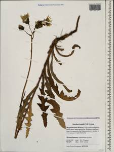 Sonchus arvensis subsp. humilis (N. I. Orlova) Tzvelev, Eastern Europe, Northern region (E1) (Russia)