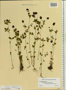 Trifolium spadiceum L., Eastern Europe, Northern region (E1) (Russia)