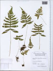 Phegopteris connectilis (Michx.) Watt, Siberia, Baikal & Transbaikal region (S4) (Russia)