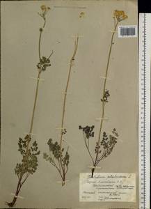 Thalictrum petaloideum L., Siberia, Altai & Sayany Mountains (S2) (Russia)