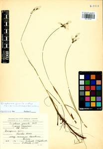 Eriophorum gracile Koch, Siberia, Baikal & Transbaikal region (S4) (Russia)