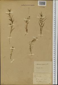 Thesium repens Ledeb., Siberia, Baikal & Transbaikal region (S4) (Russia)