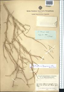 Calligonum litwinowii Drobow, Middle Asia, Syr-Darian deserts & Kyzylkum (M7)