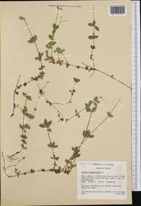 Galium rotundifolium L., Western Europe (EUR) (France)