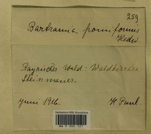 Bartramia pomiformis Hedw., Bryophytes, Bryophytes - Western Europe (BEu) (Germany)