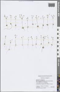 Androsace elongata L., Eastern Europe, Lower Volga region (E9) (Russia)