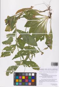 Silene viscosa (L.) Pers., Eastern Europe, Central forest-and-steppe region (E6) (Russia)