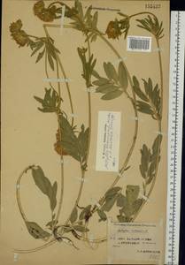 Anthyllis vulneraria subsp. polyphylla (DC.)Nyman, p.p., Eastern Europe, Western region (E3) (Russia)