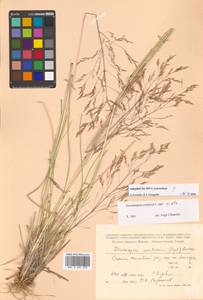 Deschampsia cespitosa subsp. cespitosa, Siberia, Russian Far East (S6) (Russia)