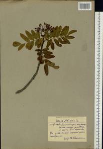 Sorbus aucuparia subsp. glabrata (Wimm. & Grab.) Hedl., Siberia, Western Siberia (S1) (Russia)