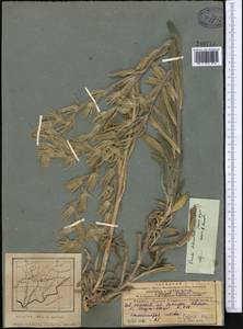 Onosma dichroantha Boiss., Middle Asia, Pamir & Pamiro-Alai (M2) (Tajikistan)