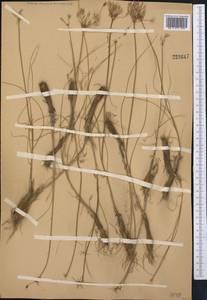 Allium teretifolium Regel, Middle Asia, Northern & Central Tian Shan (M4) (Not classified)