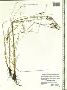 Juncus gracillimus (Buchenau) V.I.Krecz. & Gontsch., Siberia, Russian Far East (S6) (Russia)