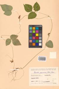 Amphicarpaea edgeworthii Benth., Siberia, Russian Far East (S6) (Russia)
