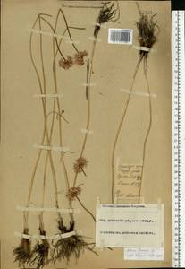 Allium lineare L., Eastern Europe, Eastern region (E10) (Russia)