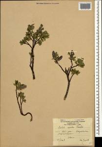 Salix apoda Trautv., Caucasus, South Ossetia (K4b) (South Ossetia)