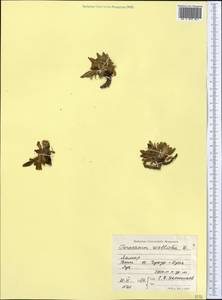 Taraxacum bicorne Dahlst., Middle Asia, Pamir & Pamiro-Alai (M2) (Tajikistan)