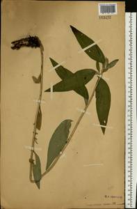 Lithospermum officinale L., Eastern Europe, Moscow region (E4a) (Russia)