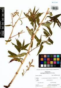 Koenigia alpina (All.) T. M. Schust. & Reveal, Siberia, Baikal & Transbaikal region (S4) (Russia)