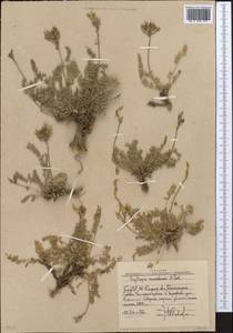 Oxytropis aulieatensis Vved., Middle Asia, Western Tian Shan & Karatau (M3) (Uzbekistan)