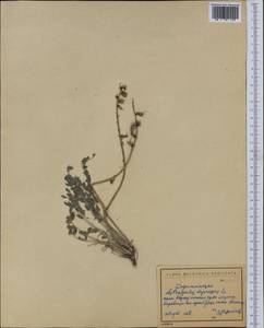 Astragalus depressus L., Western Europe (EUR) (Bulgaria)