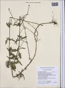 Verbena officinalis L., Western Europe (EUR) (Bulgaria)