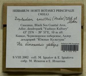 Leptodon smithii (Dicks. ex Hedw.) F. Weber & D. Mohr, Bryophytes, Bryophytes - North Caucasus & Ciscaucasia (B12) (Russia)