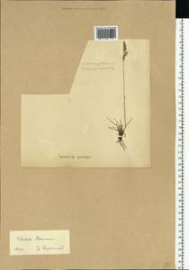 Festuca rubra L., Eastern Europe, Northern region (E1) (Russia)