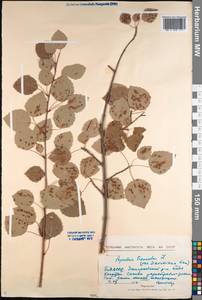 Populus tremula var. davidiana (Dode) C. K. Schneid., Siberia, Baikal & Transbaikal region (S4) (Russia)