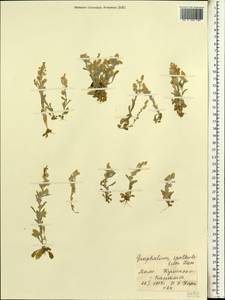 Gamochaeta pensylvanica (Willd.) Cabrera, Africa (AFR) (Mali)