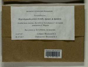 Hygrohypnella polaris (Lindb.) Ignatov & Ignatova, Bryophytes, Bryophytes - Krasnoyarsk Krai, Tyva & Khakassia (B17) (Russia)