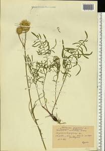 Centaurea orientalis L., Eastern Europe, North Ukrainian region (E11) (Ukraine)