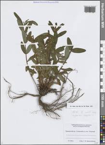 Hypericum ascyron L., Siberia, Russian Far East (S6) (Russia)