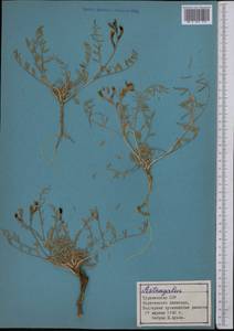 Astragalus, Middle Asia, Karakum (M6) (Turkmenistan)