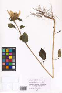 Helianthus annuus L., Eastern Europe, Moscow region (E4a) (Russia)